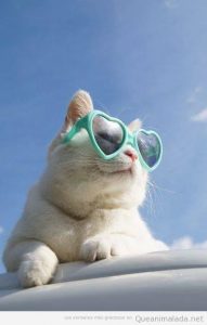 Foto graciosa gato gafas corazón Lolita