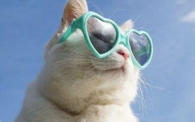 Lo que nos gusta un gato con gafas de corazón…