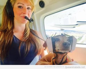 Foto graciosa perro aviador con cascos