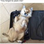 Foto divertida perro dentro maleta