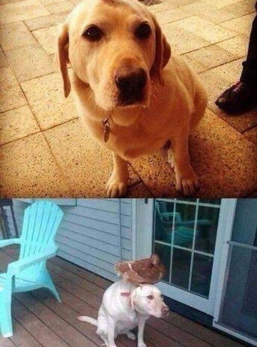 Foto graciosa pollito en la cabeza de un perro, años después
