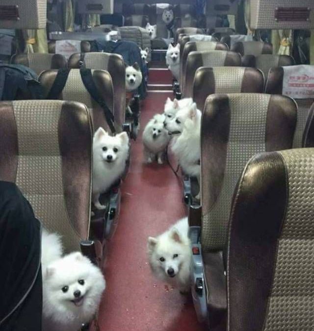 Autobús lleno de perros raza samoyedo