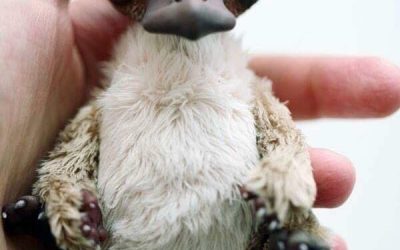 Esta foto de un bebé de ornitorrinco va a alegrarte el día!