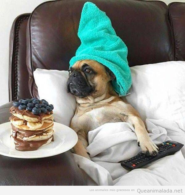 Foto graciosa carlino desayuno en la cama