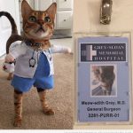 Una gata disfrazada de Meredith de "Anatomía de Grey", lo ha clavado!