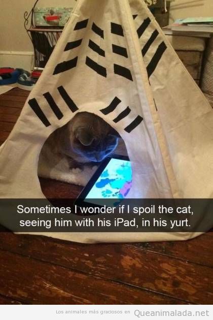 Foto graciosa gato en un tipi jugando con iPad
