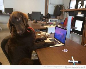 Foto graciosa de perro tecleando en ordenador