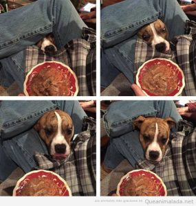 Foto graciosa de perro mirando comida