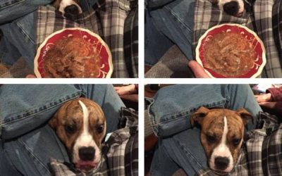 Si tienes un perro nunca más volverás a comer tranquilo