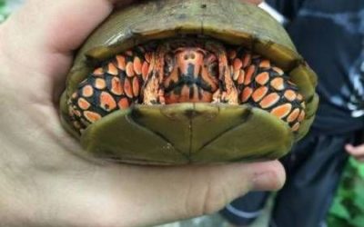 Esta tortuga es clavadita a Darth Maul de Star Wars!
