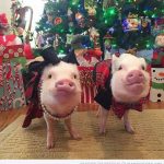 Foto graciosa dos cerdos vestidos de Navidad