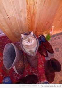 Foto graciosa gato metido en una bota