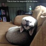 Curiosa reacción de un perro cuando escucha su nombre...