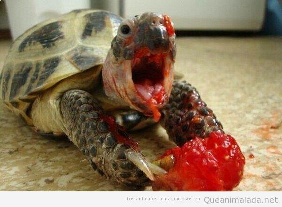 Foto graciosa tortuga comiendo fresa