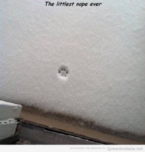 Foto graciosa huella de perro en la nieve