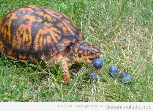Sabéis qué comen las tortugas?