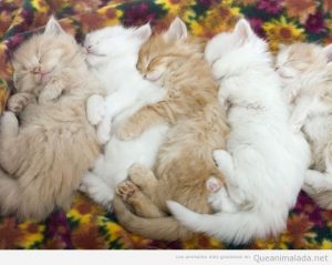 Foto bonita gatos bebé durmiendo juntos