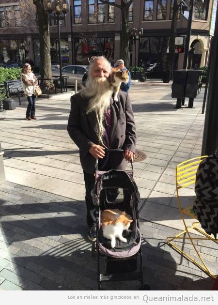 Qué mola más: pasear al gato en el hombro o en un carrito?