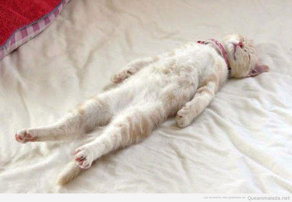 Fotos divertidas de gatos durmiendo en posturas extrañas 6