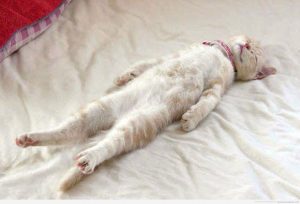Fotos divertidas de gatos durmiendo en posturas extrañas 6