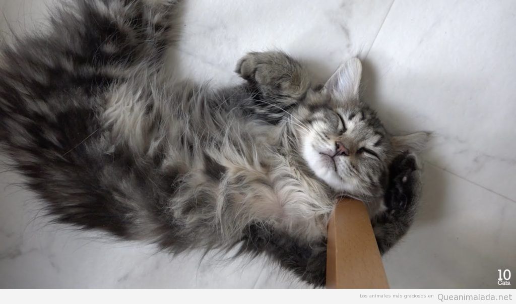 Fotos divertidas de gatos durmiendo en posturas extrañas 5
