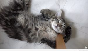 Fotos divertidas de gatos durmiendo en posturas extrañas 5