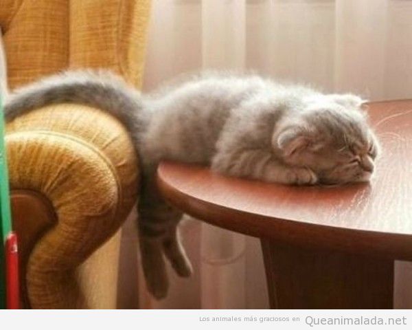 Fotos divertidas de gatos durmiendo en posturas extrañas 4