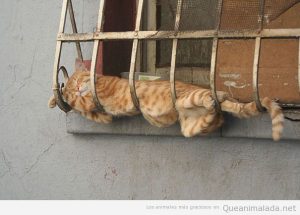 Fotos divertidas de gatos durmiendo en posturas extrañas 2