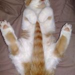 Fotos divertidas de gatos durmiendo en posturas extrañas