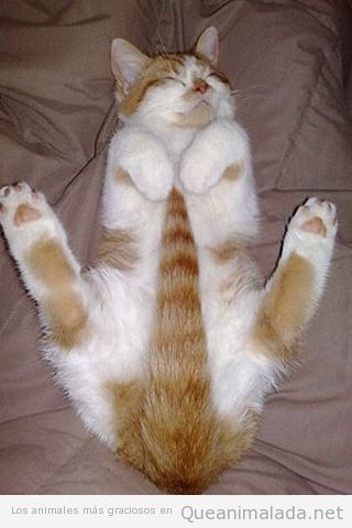 Fotos divertidas de gatos durmiendo en posturas extrañas