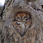 Foto graciosa y bonita de un búho durmiendo en un árbol