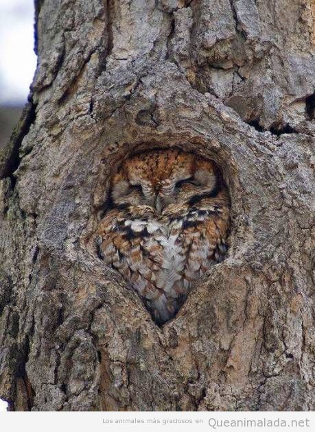 Foto graciosa y bonita de un búho durmiendo en un árbol