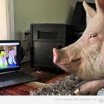 Foto graciosa cerdo viendo Los Simpson