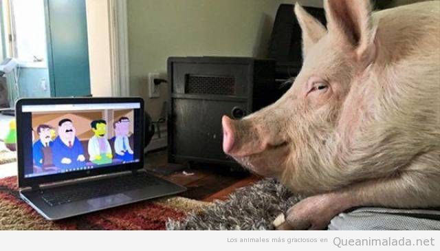 Foto graciosa cerdo viendo Los Simpson