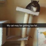 Foto divertida gato gordo