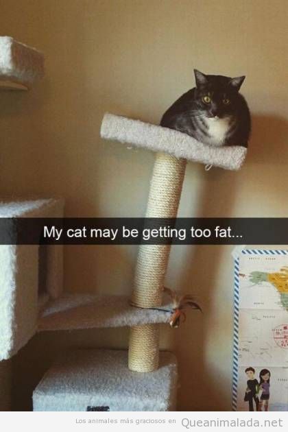 Foto divertida gato gordo