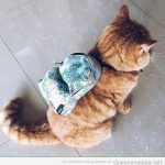 Foto graciosa gato con mochila de mapamundi