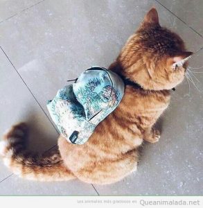 Foto graciosa gato con mochila de mapamundi