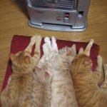 Foto bonita y graciosa de gatos delante de la estufa