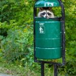 El mapache reciclador que se esconde dentro de la papelera