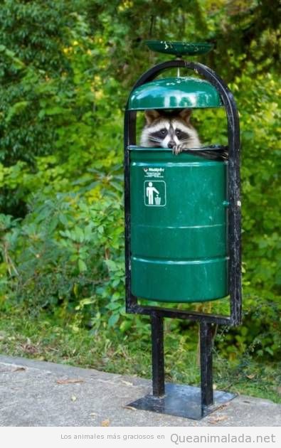 El mapache reciclador que se esconde dentro de la papelera