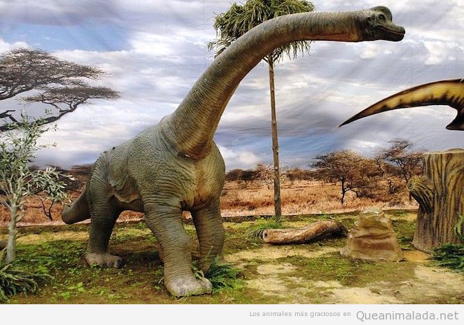 Brachiosaurus dinosaurio grande 2