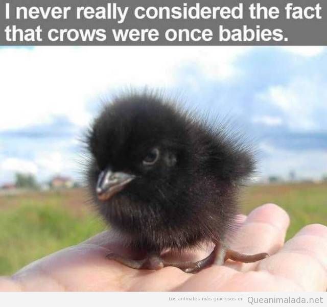 Foto graciosa y bonita de un cuervo bebé