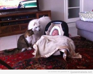 Foto bonita de perro y gato cuidando bebñe