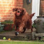 Foto chistosa perro corriendo con pelota en la boca