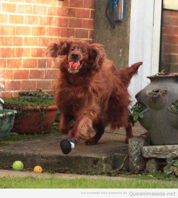 Foto chistosa perro corriendo con pelota en la boca