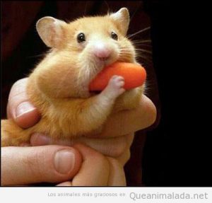 Fotos graciosas de hámsters comiendo zanahoria