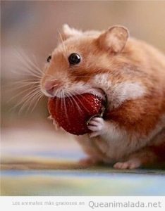 Fotos graciosas de hámsters comiendo fresas