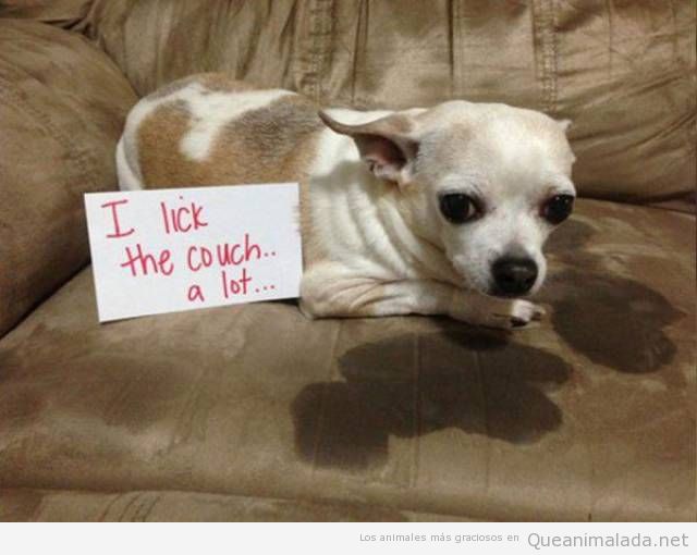 Foto graciosa perro deja babas en el sofá