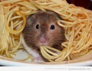 Fotos graciosas de hámsters comiendo espaguetis